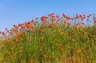 USA-Idaho-Genesee Red Orange poppies Art Print